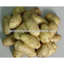 Frische Kartoffel / Holland Kartoffel / Frische Kartoffel China (100g-150g)